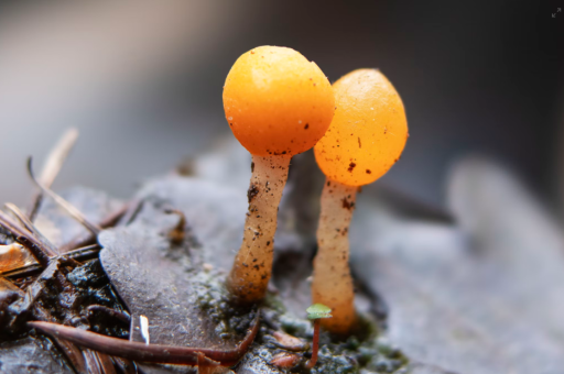 森林花卉园艺中心电话（森林花卉园艺中心电话号码）