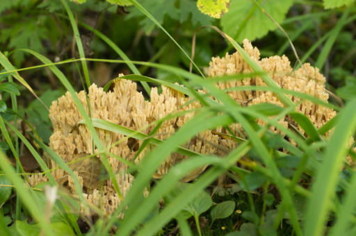 园艺树种包括哪些种类（园艺植物的主要栽植方式）