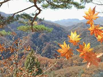 花卉园艺种植公司（花卉园艺公司取名大全）