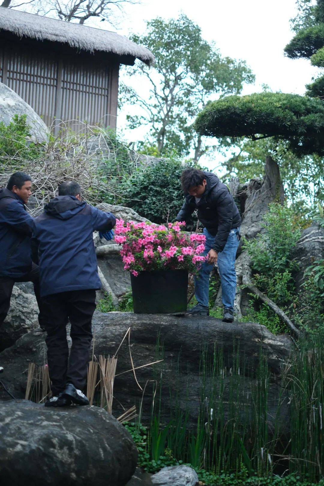 雅安园林花木园艺(雅安花卉市场在哪里)