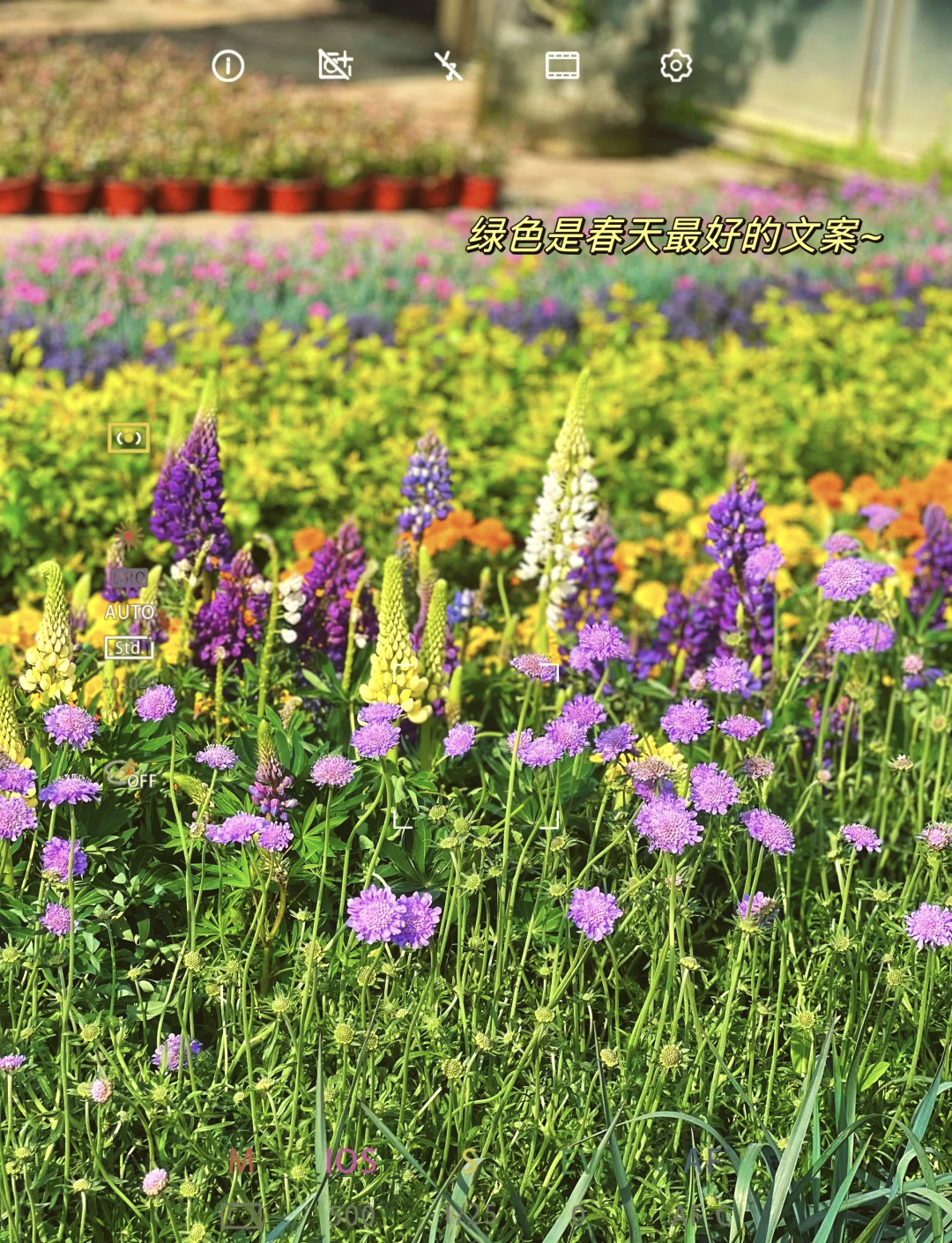 夏溪花木市场园艺资材(夏溪花木市场属于哪个区)