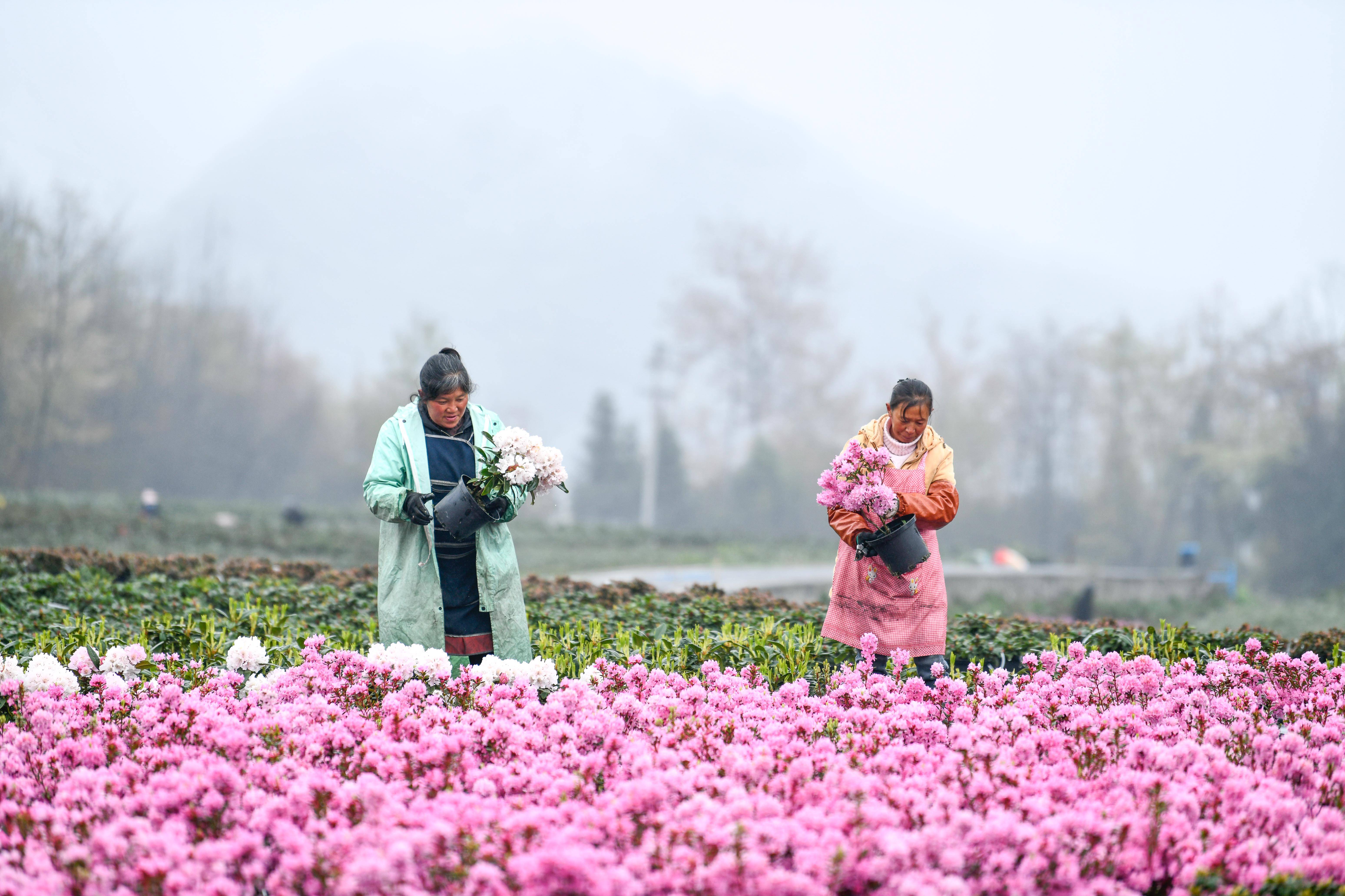 花卉园艺经济管理(花卉园艺是干什么的)