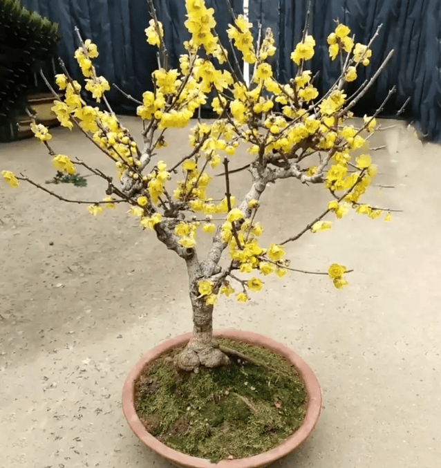 花千户园艺蓝莓(蓝莓园艺工作职责内容)