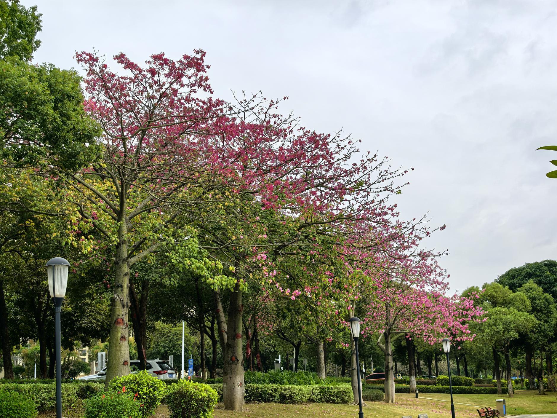 又见花开园艺林(孙艺琪花开花落)