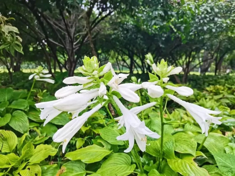 河南玉簪花园艺(河南玉簪花园艺术馆地址)