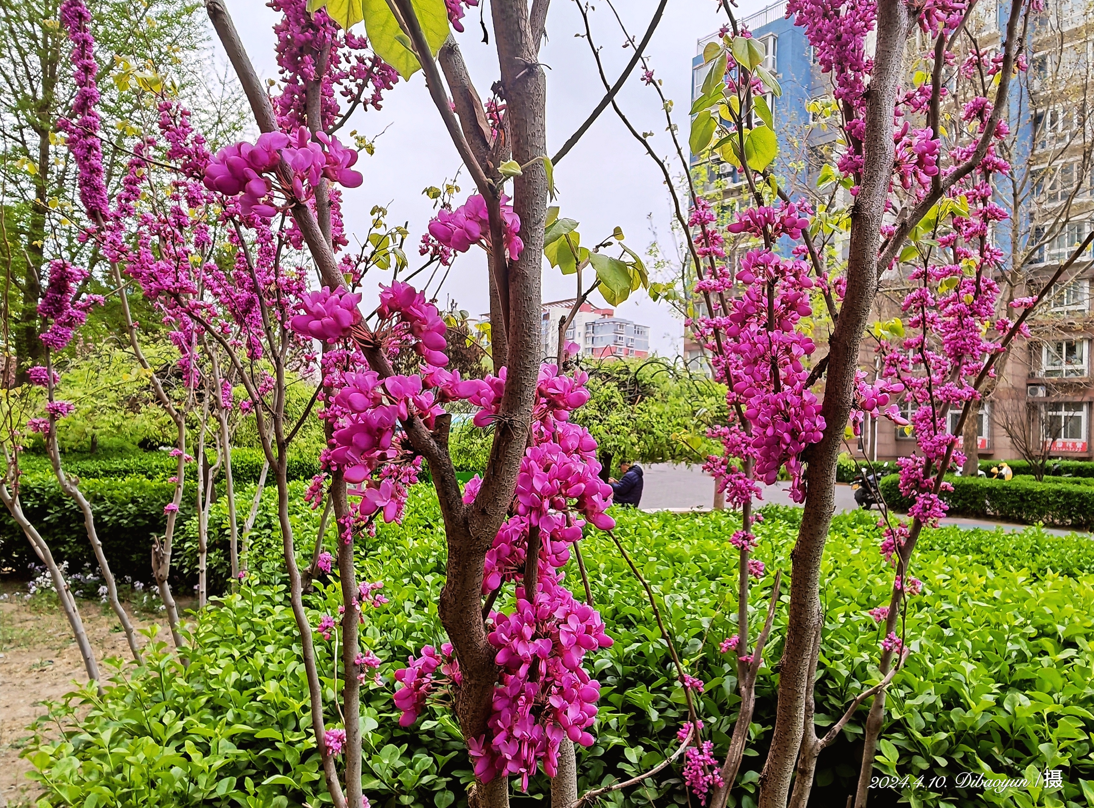 河东满园红花卉园艺(河北汇春肖家营花卉基地)