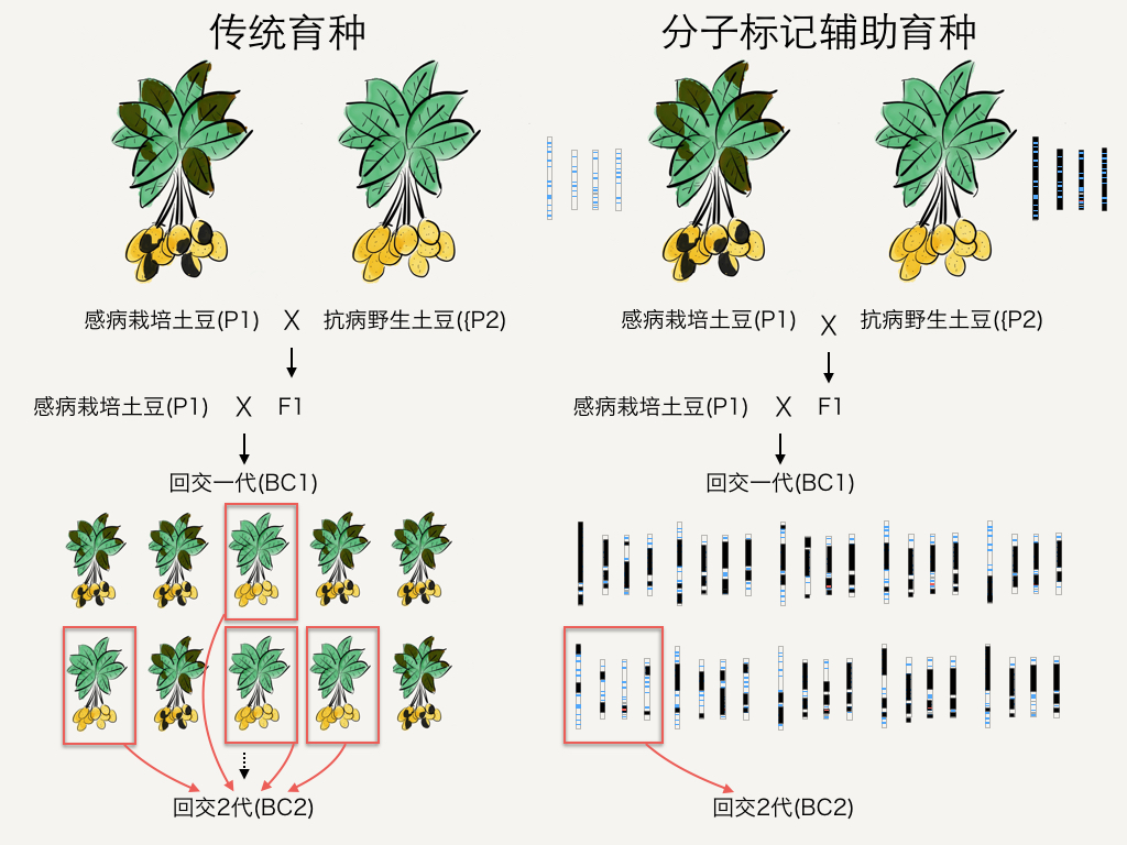 园艺育种目标特点是(园艺育种目标特点是什么)