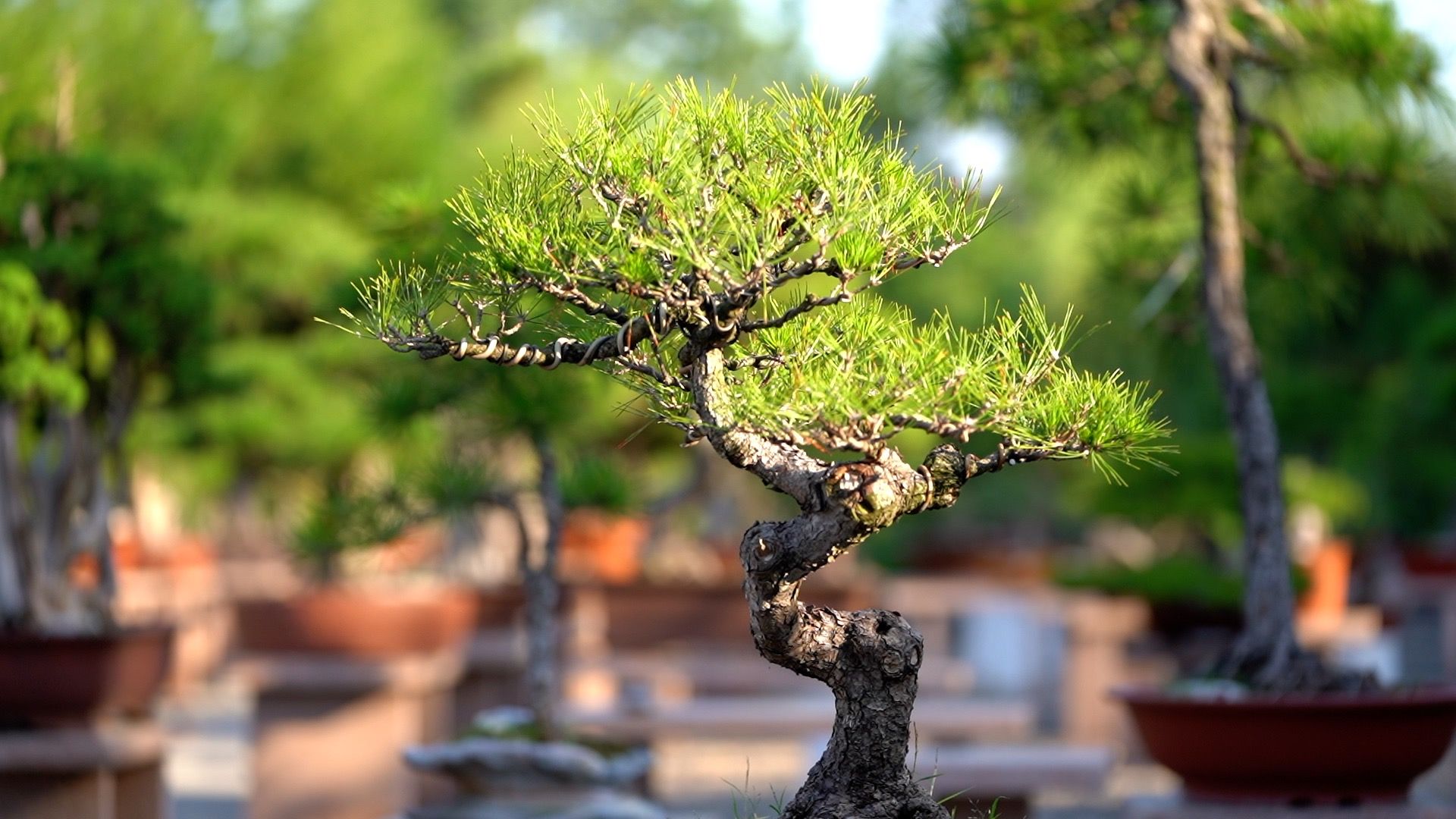 广州花卉园艺盆景(广州最大的盆栽花卉市场)