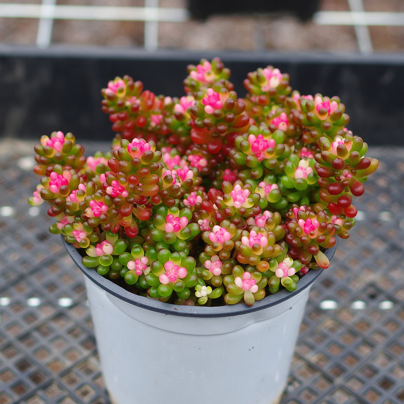 多肉植物大型园艺(多肉植物大型园艺品种)