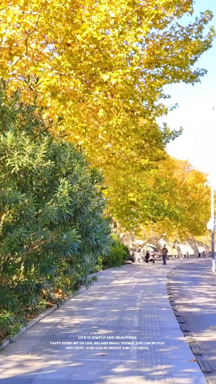 梧桐树园艺风景(梧桐树风景名胜区)