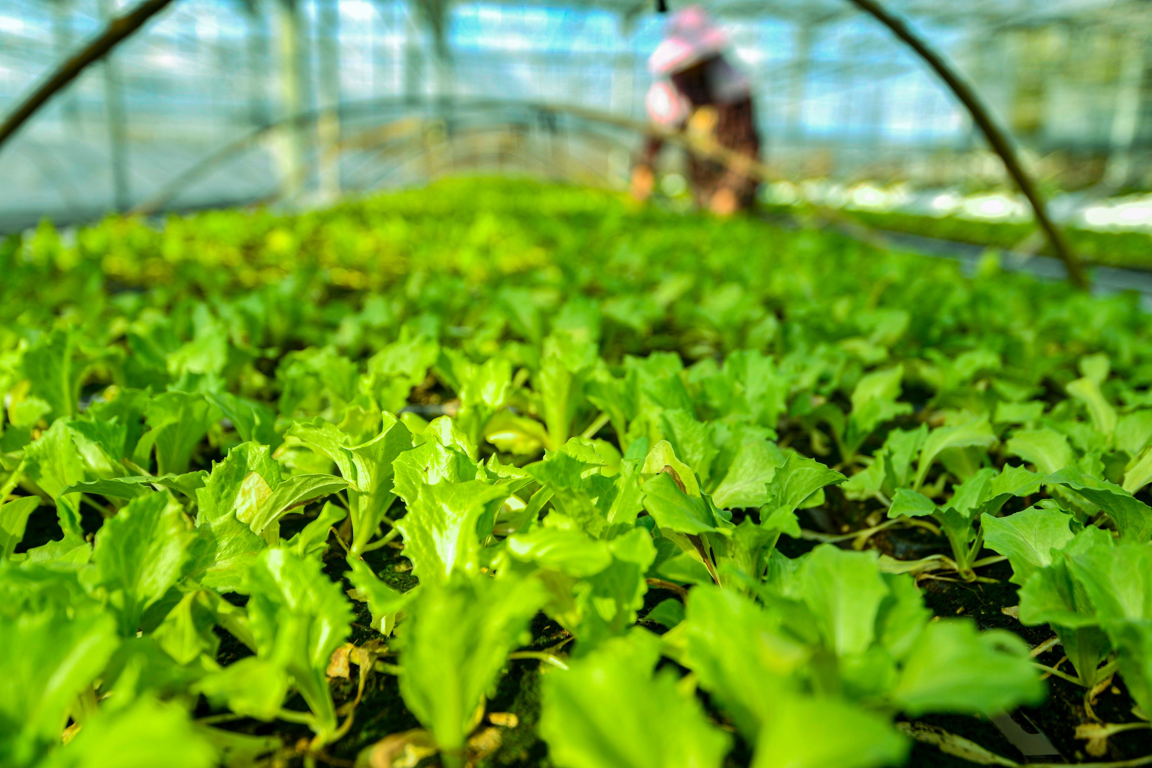 设施园艺种生菜(种植生菜需要哪些工具)