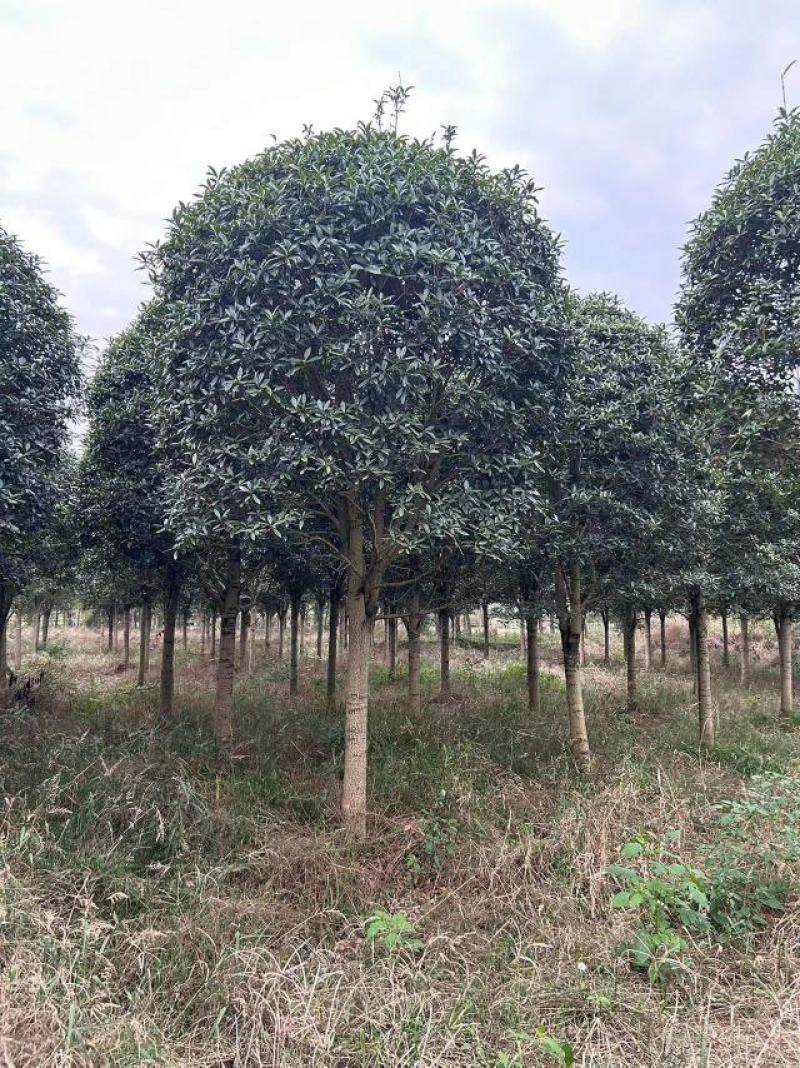 成都高杆桂花园艺(成都桂花树种植基地)