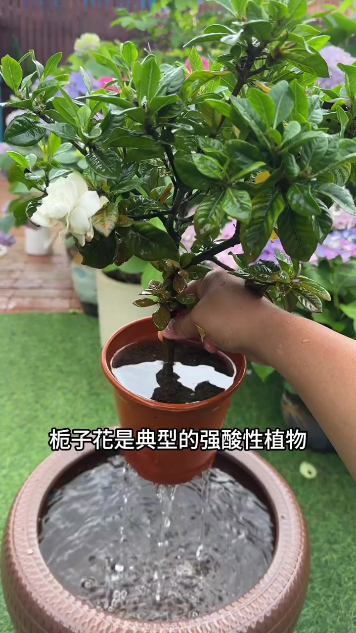 园艺种植的趣事(种植园艺类主要干什么)