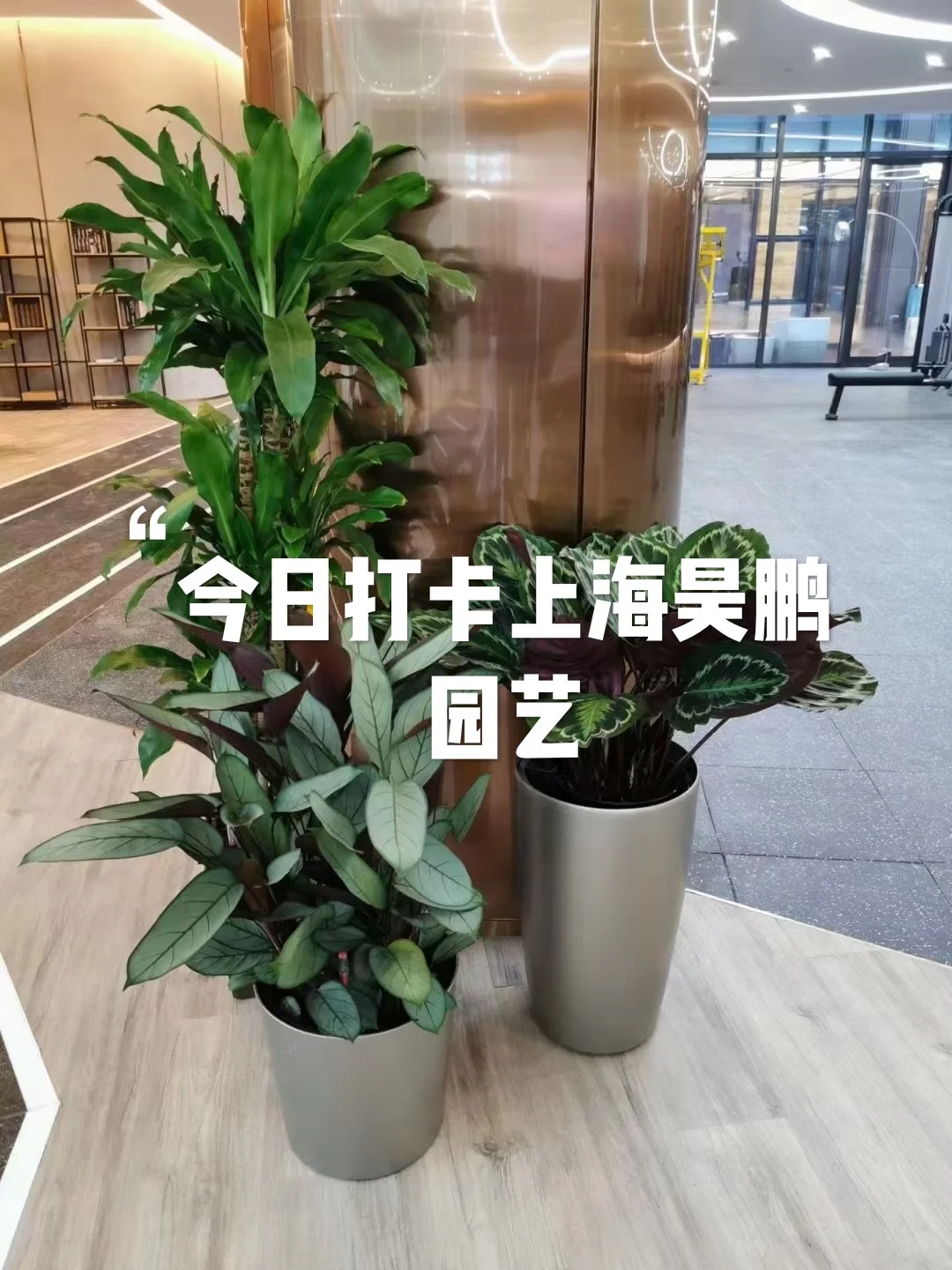 花卉园艺知识点总结(花卉园艺知识点总结怎么写)