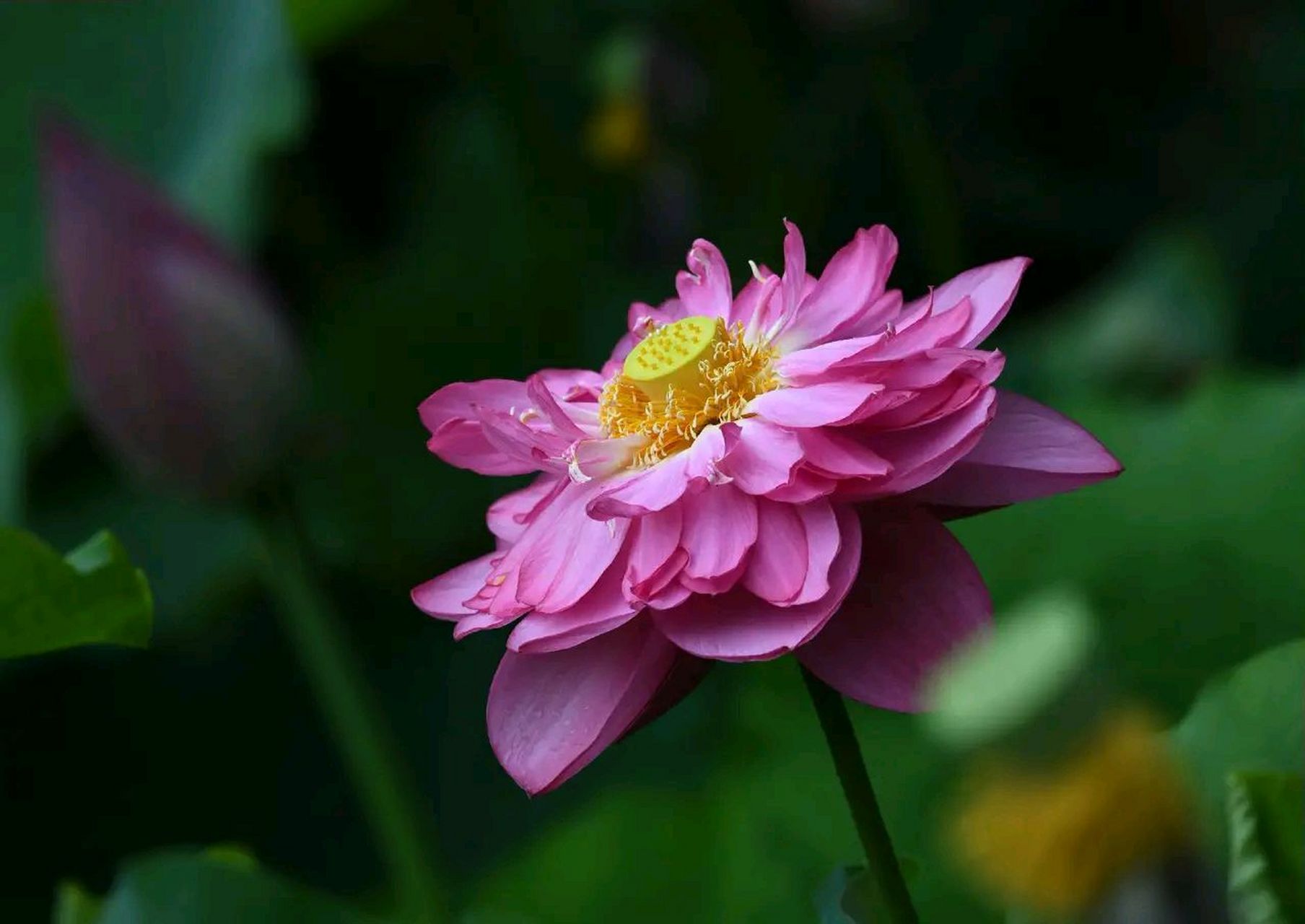 美丽荷花花卉园艺(美丽荷花花卉园艺图片)