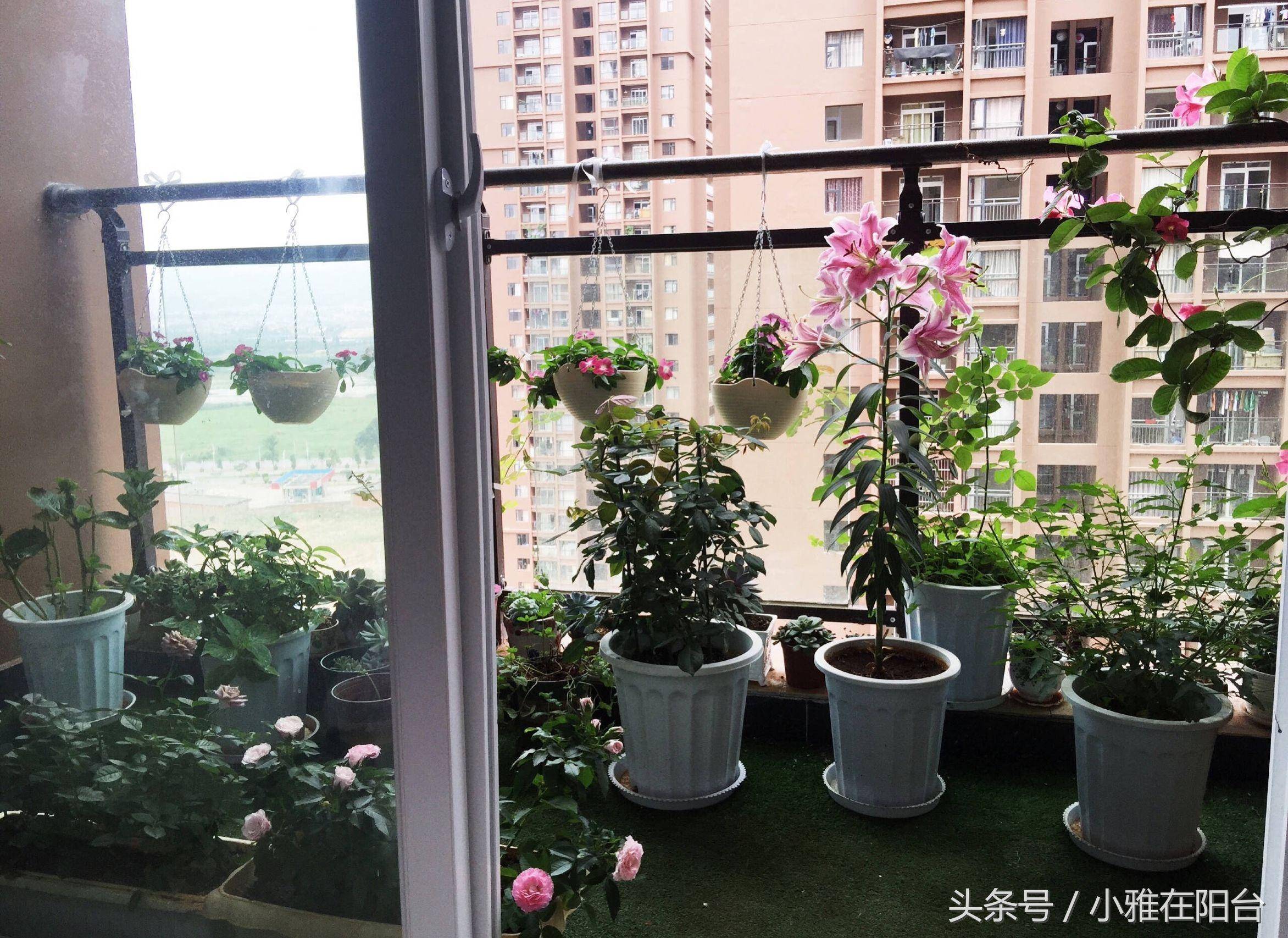 阳台怎么种植园艺(阳台怎么种植园艺草莓)