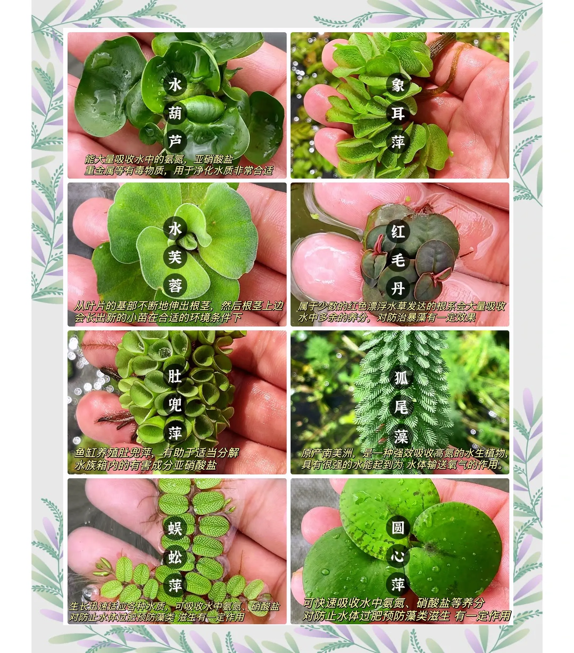 园艺植物怎么养(园艺植物怎么养护)