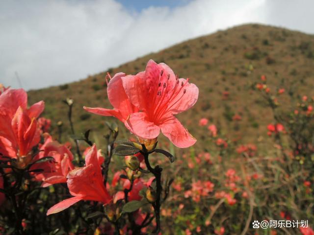 枞阳映山红园艺(映山红和杜鹃花的区别)