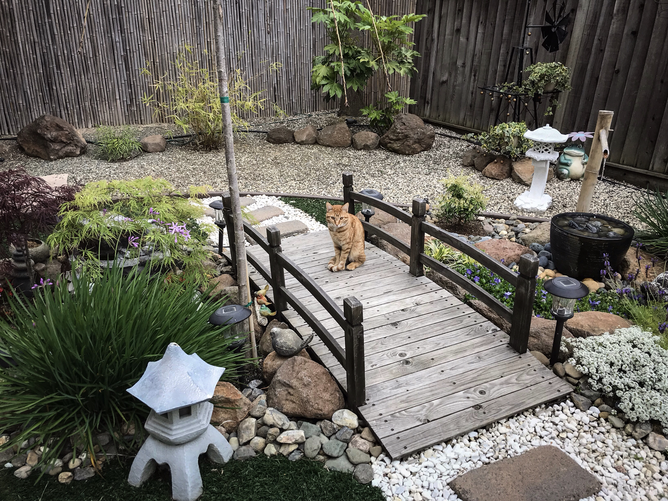 雨后天晴园艺生活(雨后天晴现彩虹生肖)