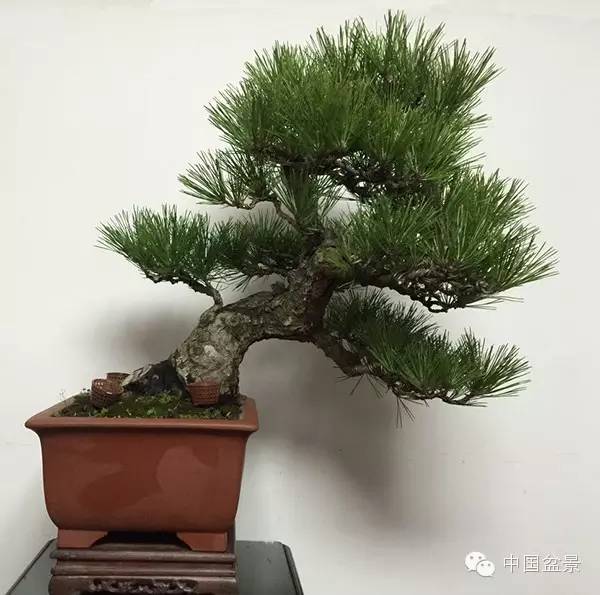 园艺像形盆景图片大全(园艺造型图片大全 植物)