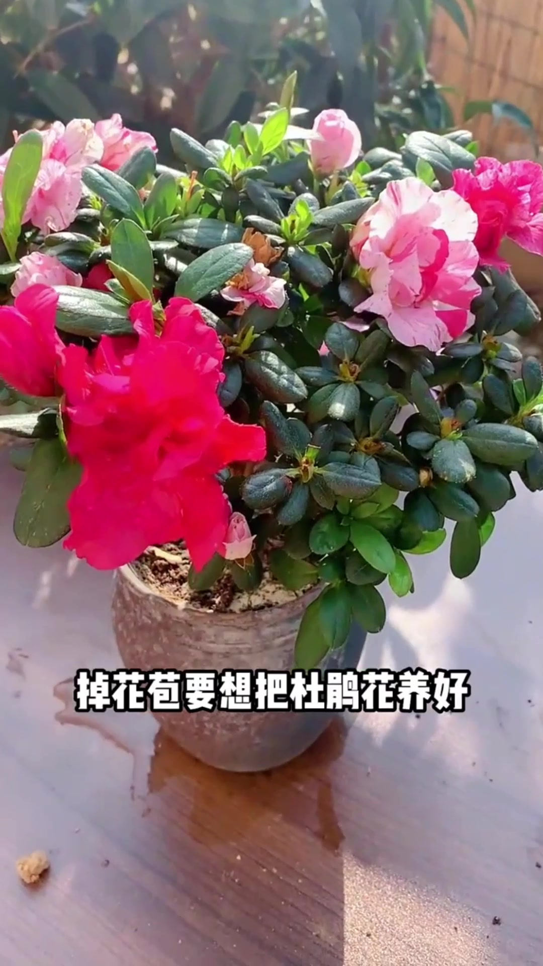 鲜花园艺怎么表现(鲜花园艺属于什么类目)