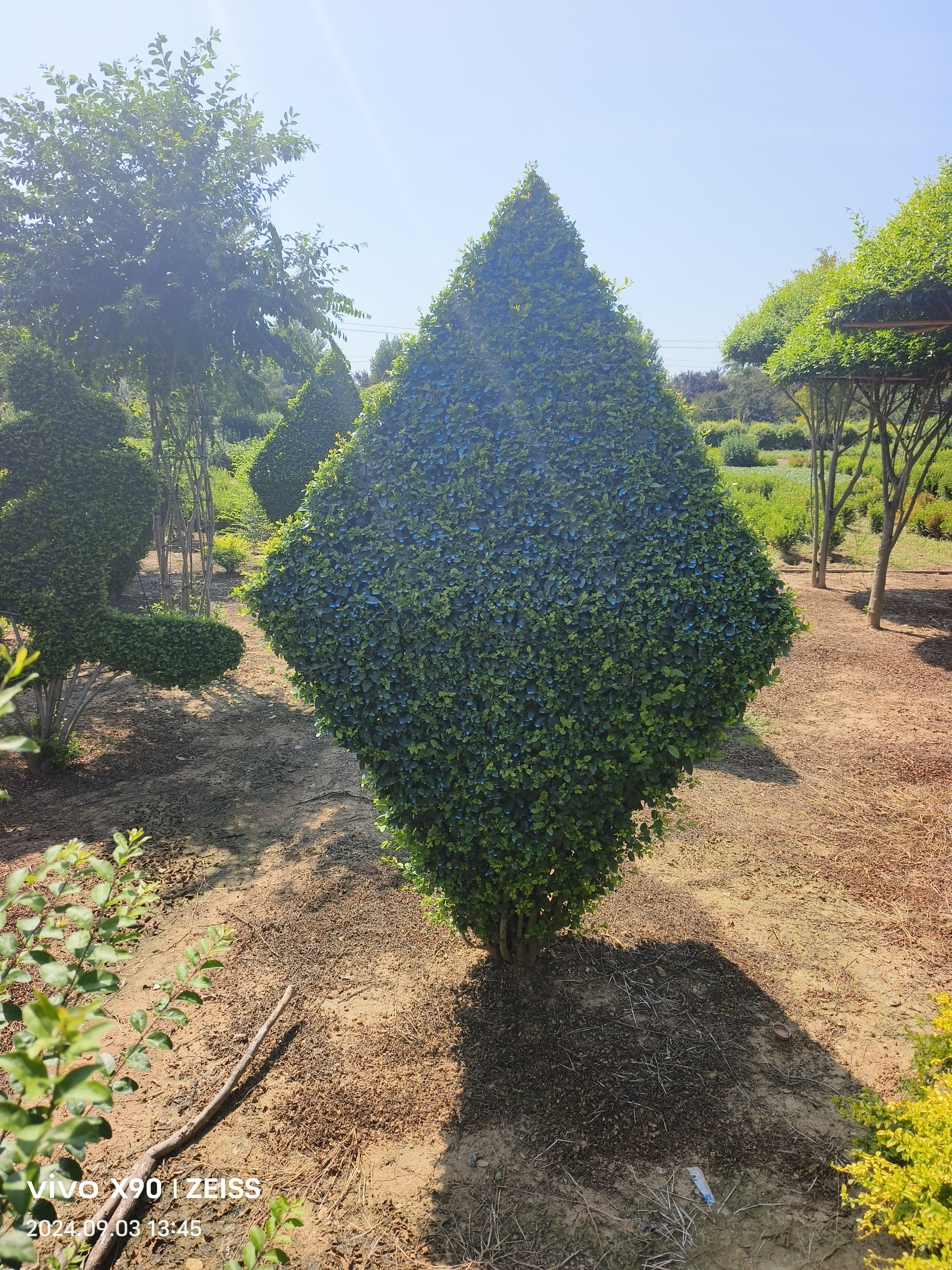 河北植物园艺造型定制(河北植物园艺造型定制公司)