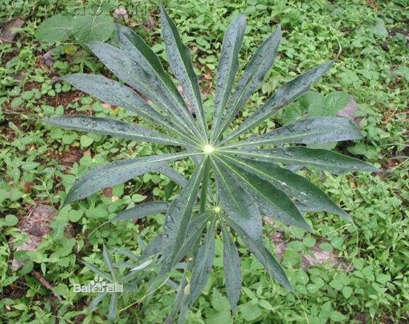 南星科园艺植物(南星科植物有哪些)