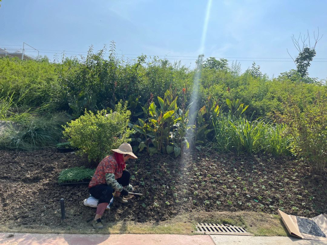 种植心希望园艺治疗(新希望种植技术员是干嘛的)