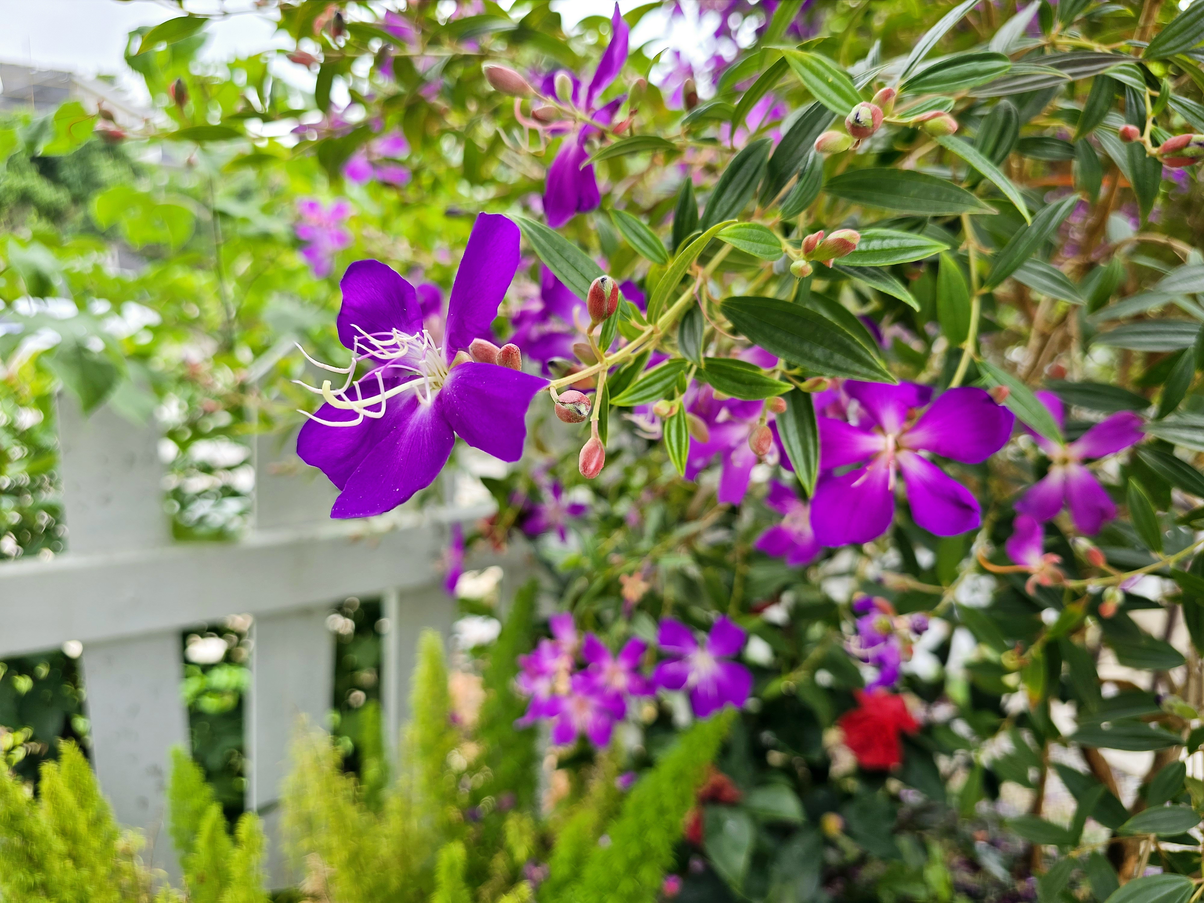 绍兴园艺花卉种植(绍兴园艺花卉种植有限公司)