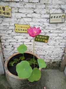 自贡慢舍花镜园艺(自在莲花湖项目怎么样)