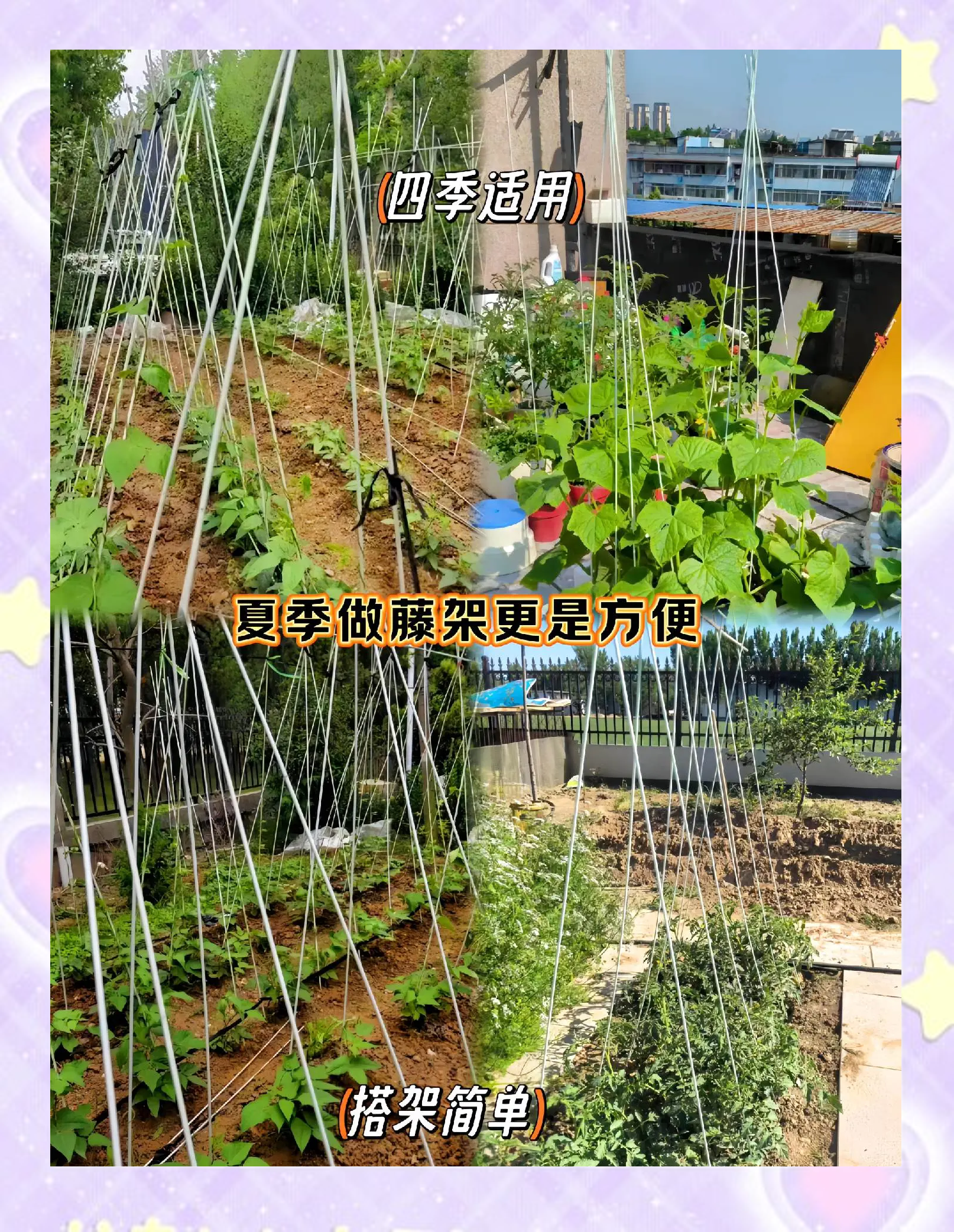 新未来园艺蔬菜拱棚(新未来园艺蔬菜拱棚设计)