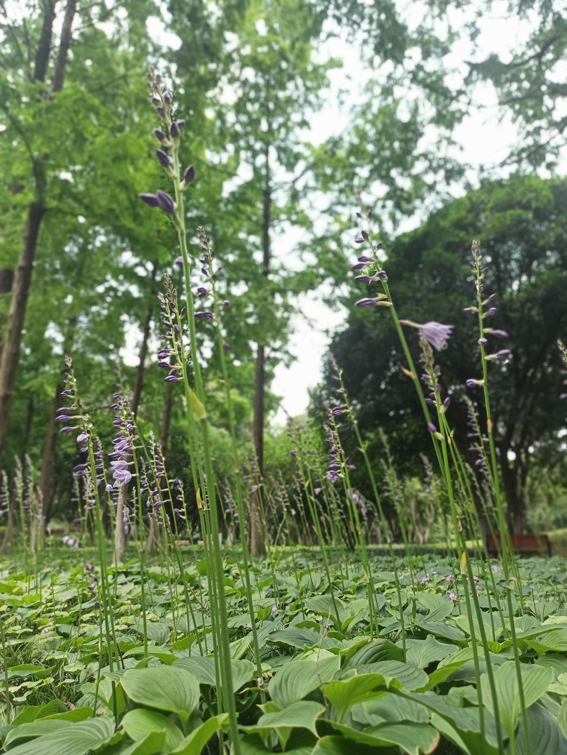 南宁玉簪花园艺(南宁玉簪花园艺术馆地址)