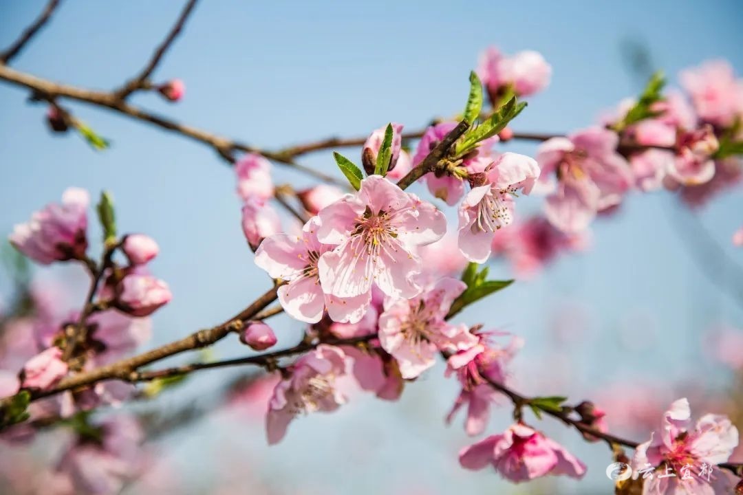 宜都陌上花开园艺(陌上花开可缓缓归全文)