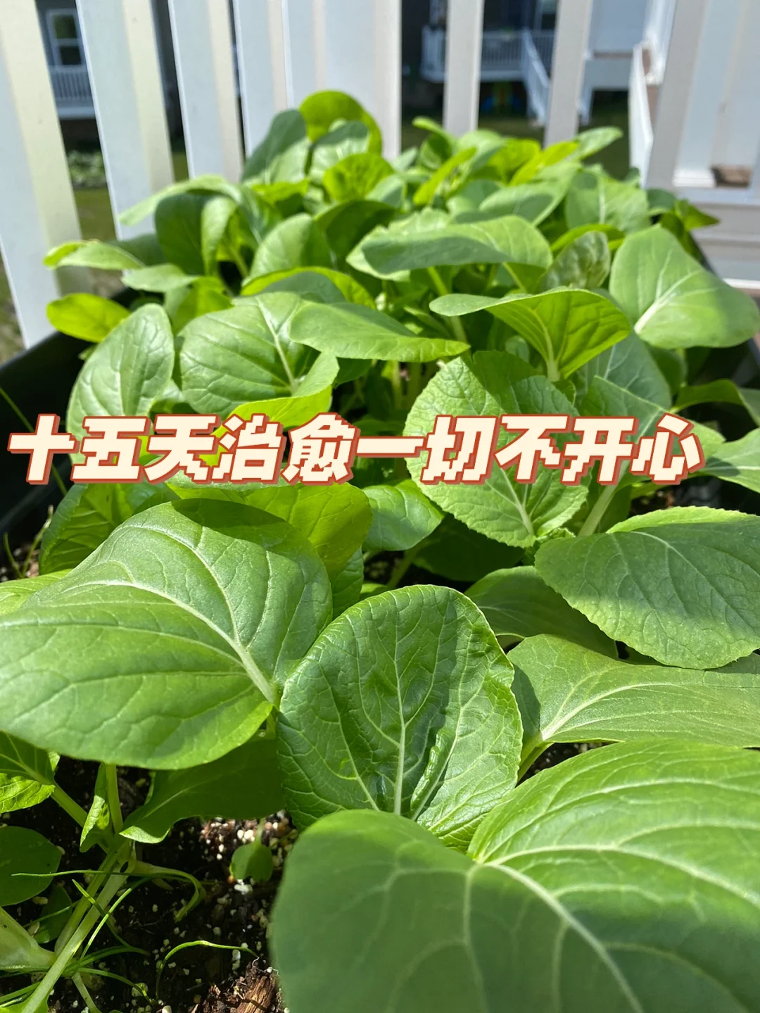 园艺植物采收原则(园艺植物采后生理与技术论文)