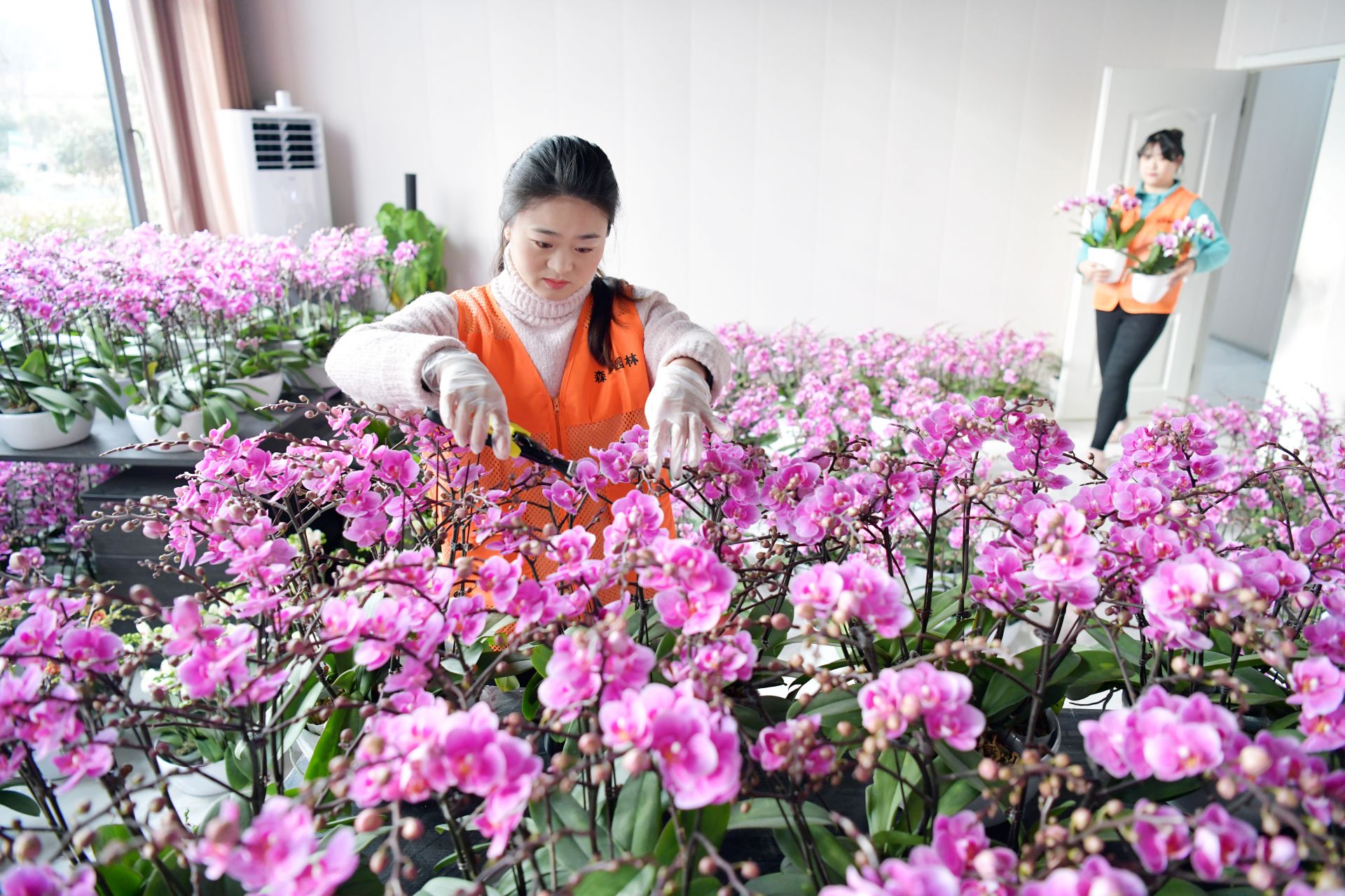 园艺修剪什么植物(园艺根据什么原理修剪)