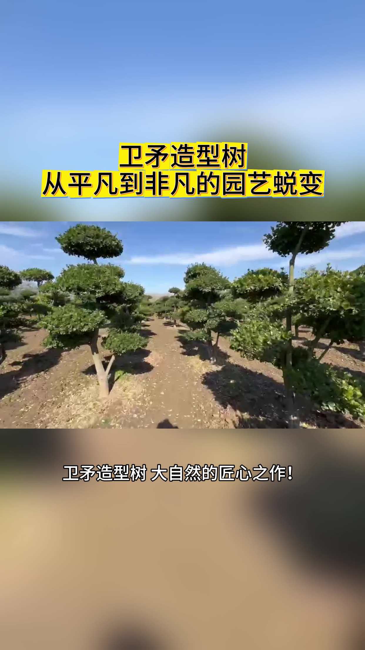 不用养的园艺树种(什么树不需要阳光可在室内种植)