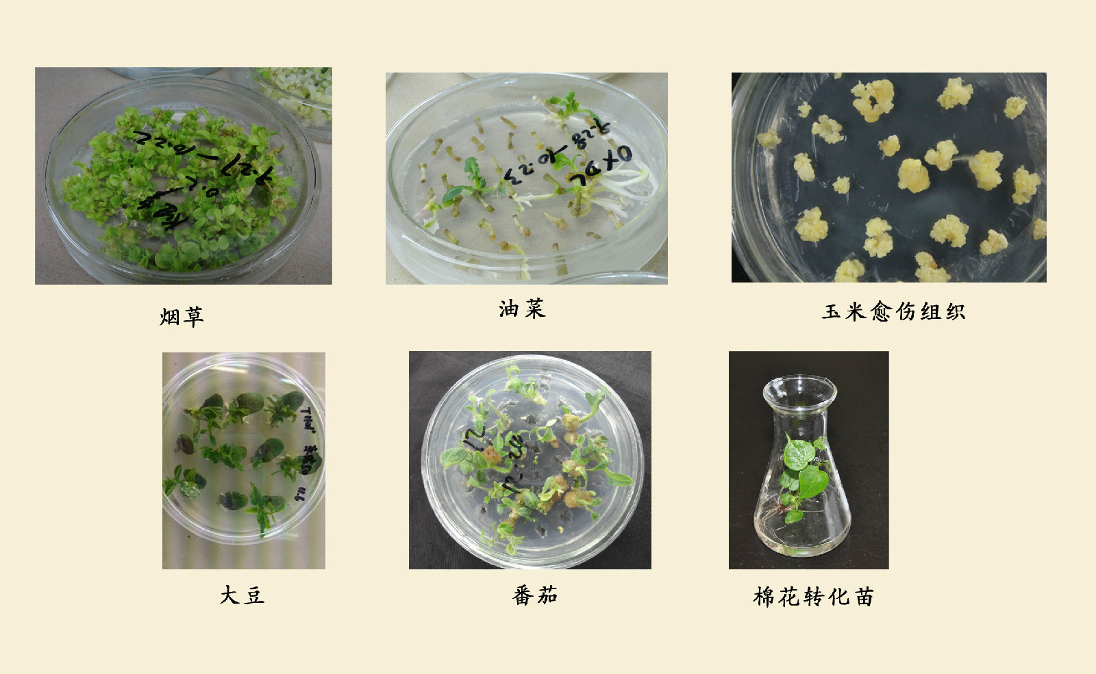 园艺属于生物类专业(园艺专业属于什么科类)