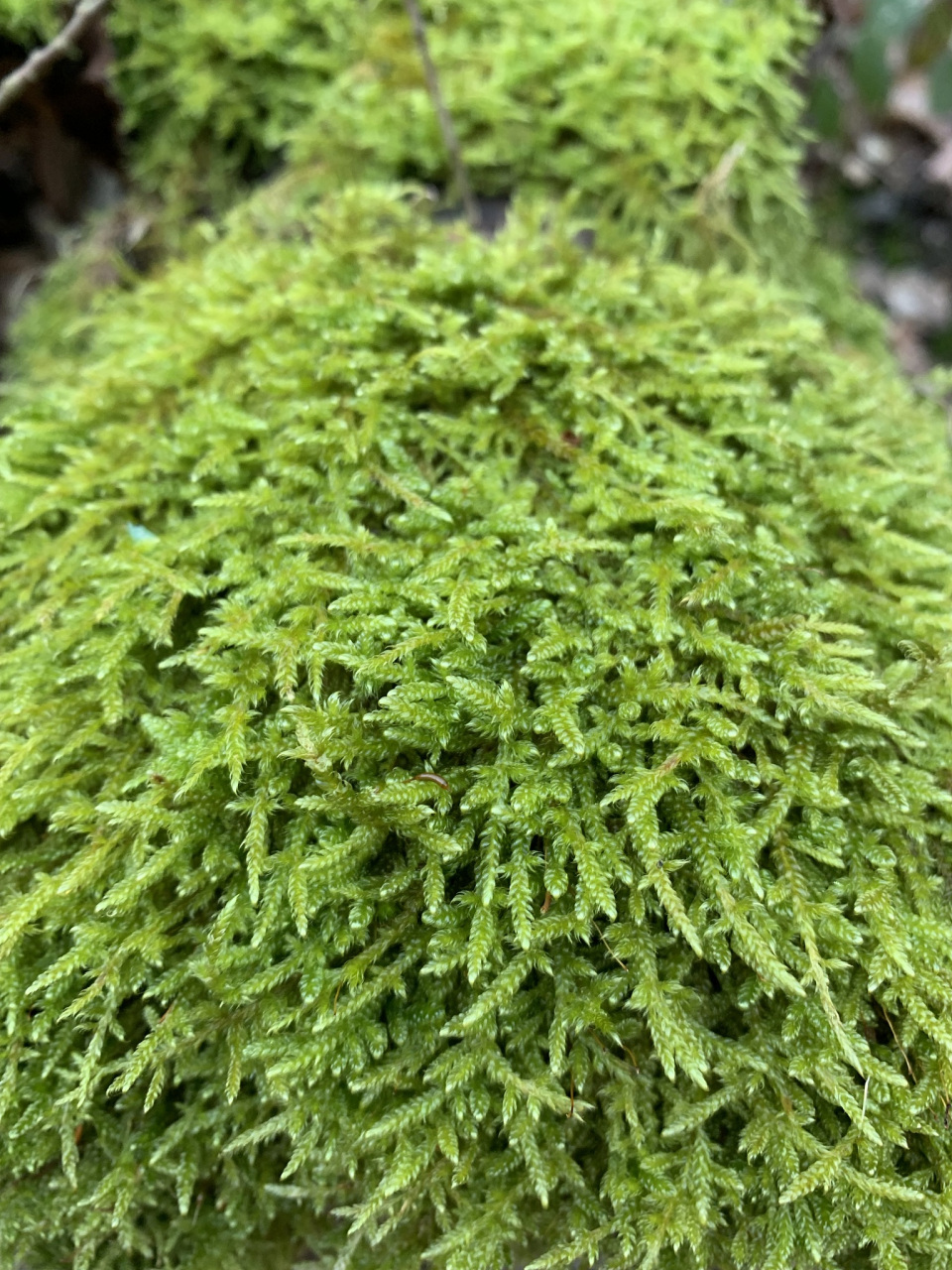 园艺水族植物怎么养护(园艺水族植物怎么养护视频)