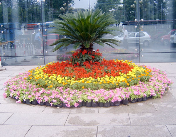 衢州园艺室内花卉电话(衢州市花店电话号码大全)