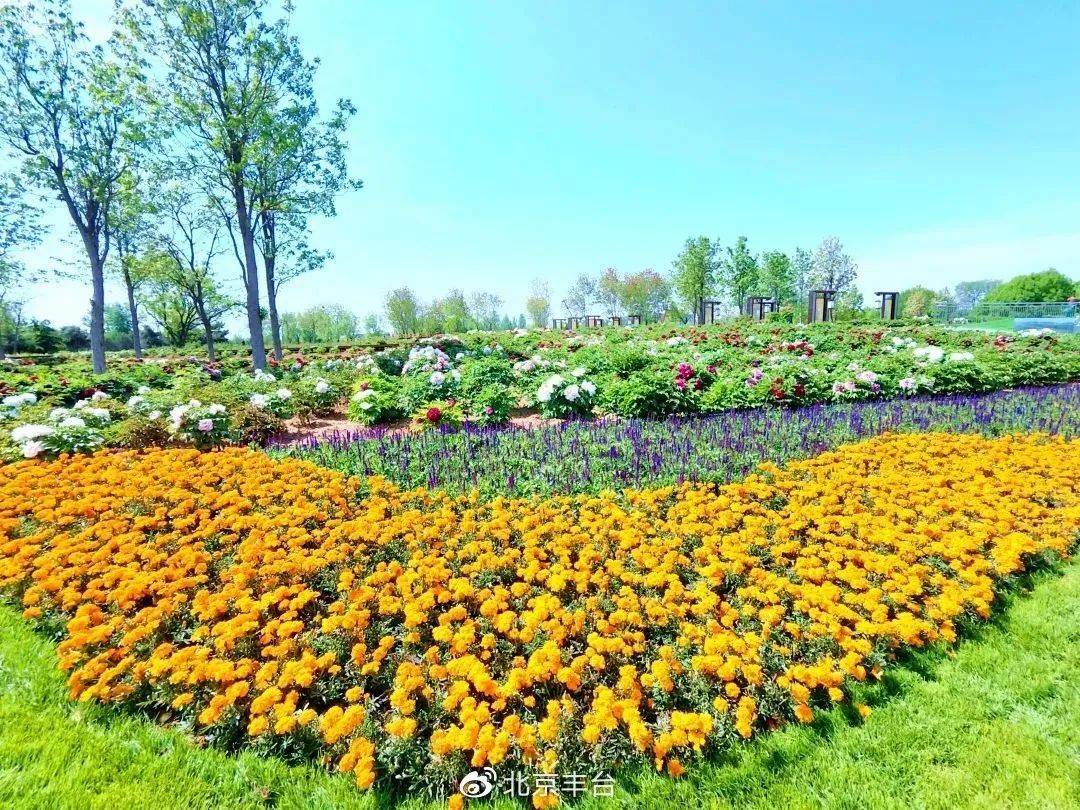 花海园艺花境植物(花海园艺花境植物图片)