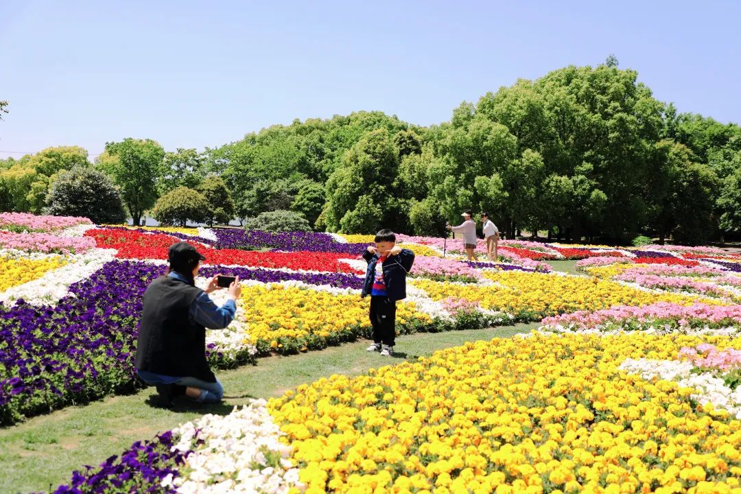 松江园艺种植基地(松江哪里有绿植苗圃)