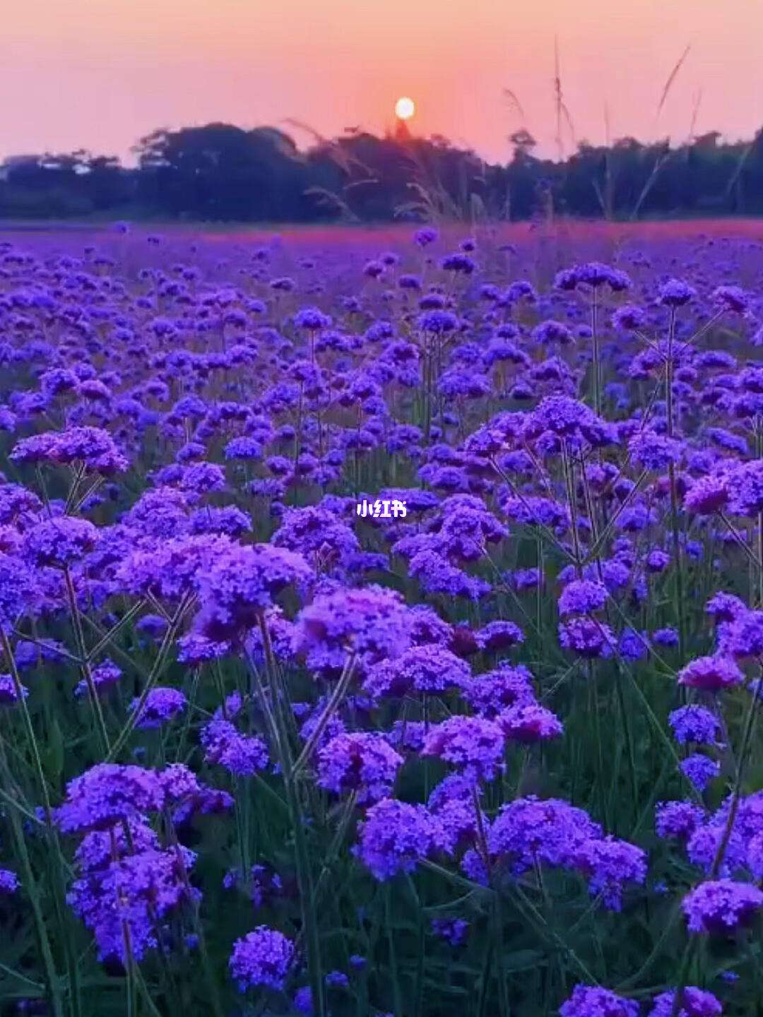 遇见花卉园艺广告(遇见花艺工作室在哪)