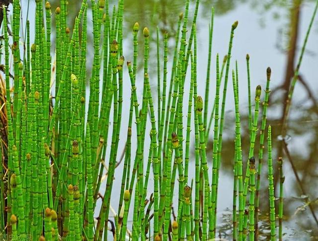 常用草本园艺植物(草本植物花卉种类及园林用途)