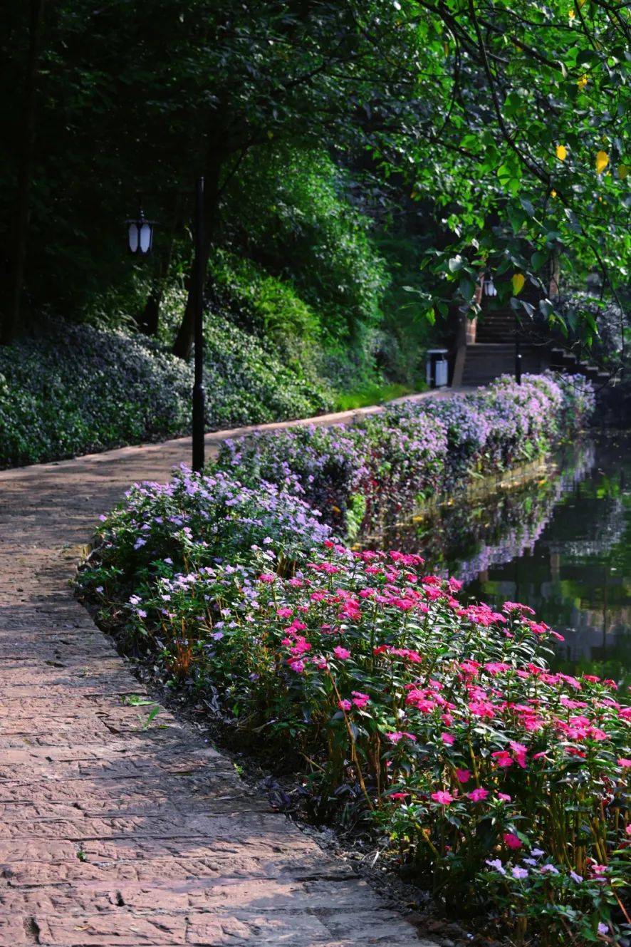 乐山园艺花卉种植(乐山花卉市场在哪儿)