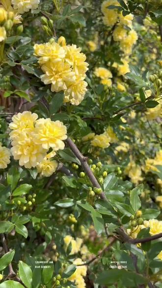 沭阳木香花卉园艺(江苏沭阳的花木口碑)