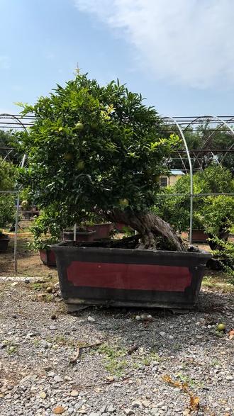 别墅盆景盆栽园艺植物(别墅庭院盆景的摆放位置)