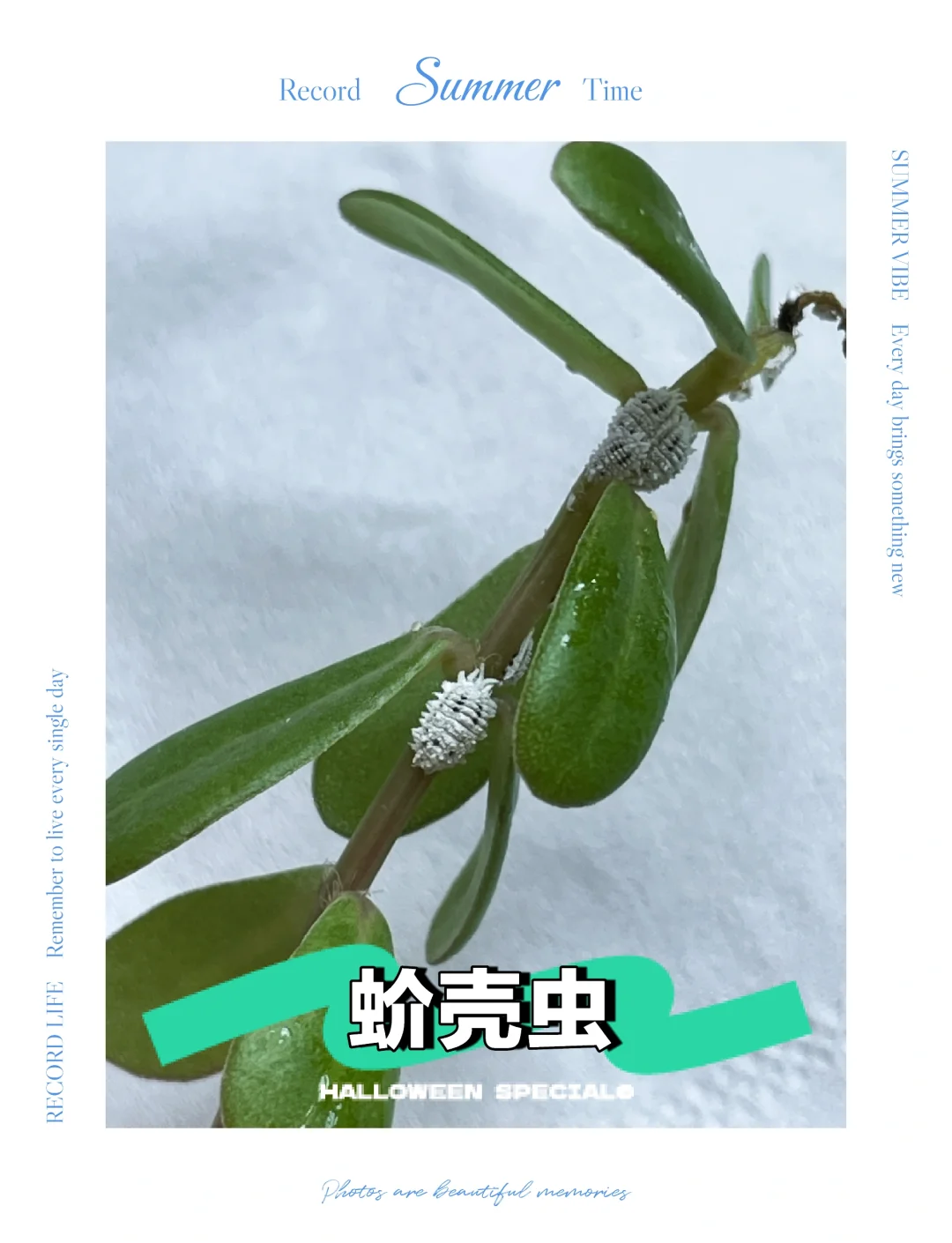 园艺害虫怎么治(园艺害虫的治理措施)