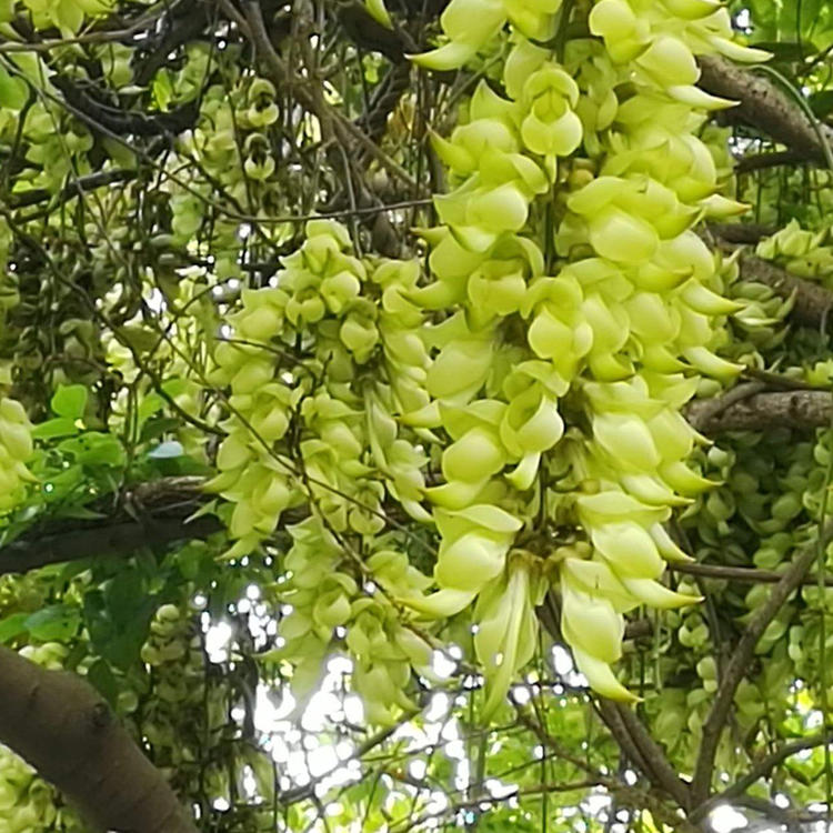 园艺禾雀花基地地址(清远市禾雀花基地简历)