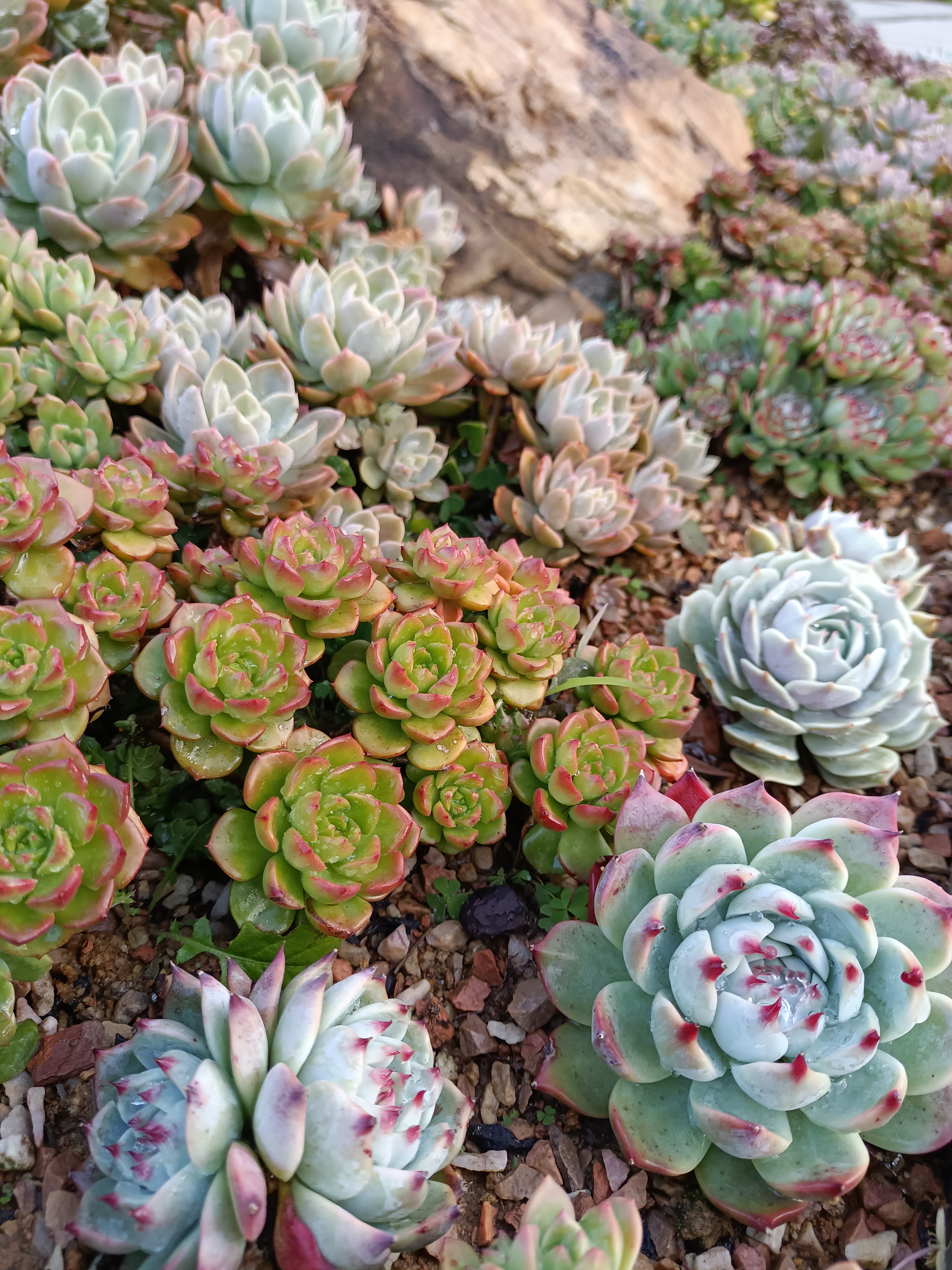 花之恋园艺多肉(花之恋生物科技有限公司)