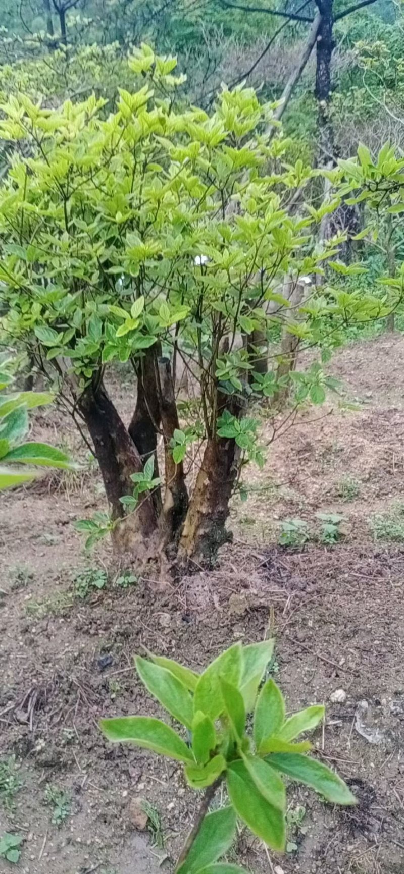 小老弟盆景园艺岳西(花卉园艺师资格证怎么考)